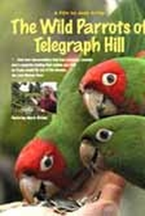 Os Papagaios Selvagens de Telegraph Hill - Poster / Capa / Cartaz - Oficial 2