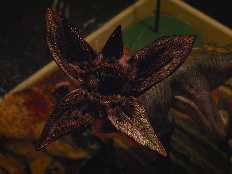 Foto 11 de Stranger Things (2ª Temporada)