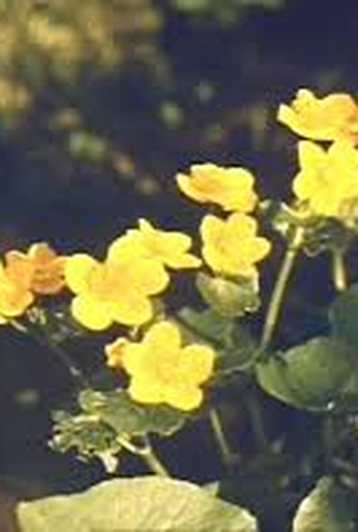 Poster 3 de Filme Journey into Spring (1958)