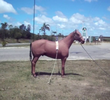 Clop