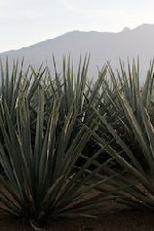 El tostoneo (El tostoneo)
