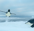 Southern Ocean