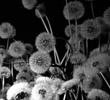 Dark Garden