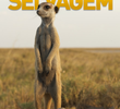 Kalahari Selvagem