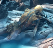 Otzi The Iceman