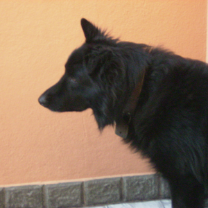 Foto de perfil de Adriano Torquete