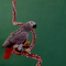 CherryGrey