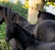 Foal O'Clock