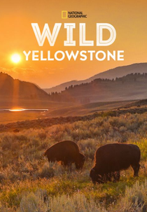Yellowstone Selvagem (Wild Yellowstone)