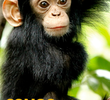 Congo Selvagem