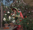 Only a Rose