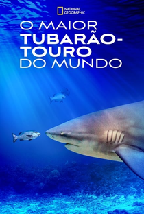 O Maior Tubarão-Touro do Mundo - Poster / Capa / Cartaz - Oficial 1