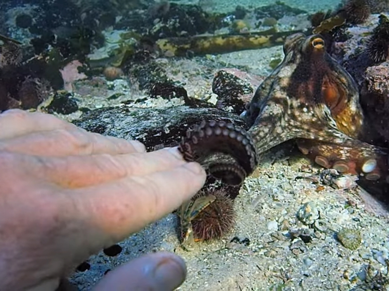 Foto 6 de Professor Polvo