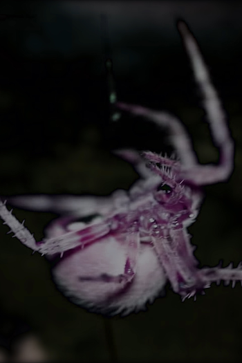 Poster de Curta Memby (2020)