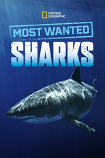 Tubarões celebridades carnivoras (Most wanted sharks)