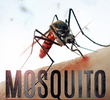 Mosquito