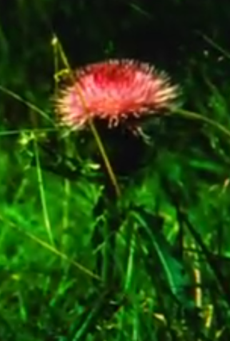 Poster 1 de Curta Variant chants (1983)