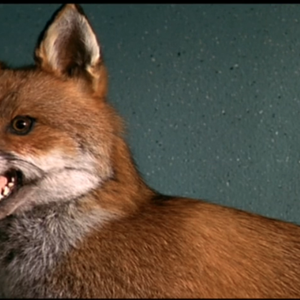 Foto de perfil de Carina Bueno