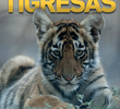 A Revanche das Tigresas