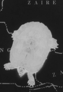 Turtle Dreams (Meredith Monk: Turtle Dreams)