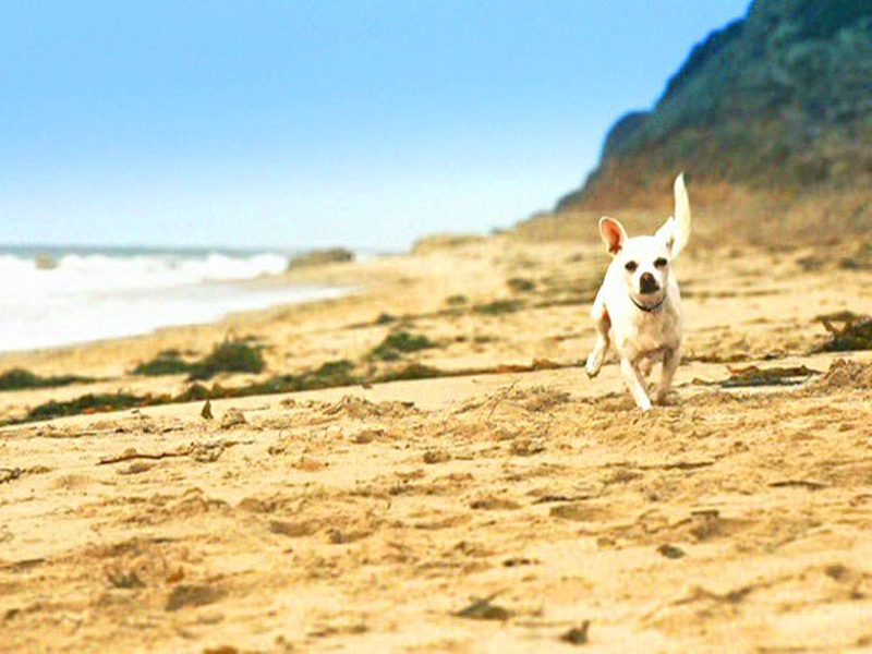 Foto 2 de Chiuaua também!