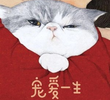 Pet Affection