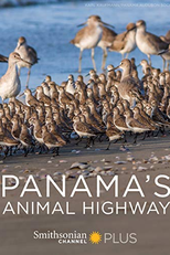 Panamá - Rota Animal (Panama's Animal Highway)