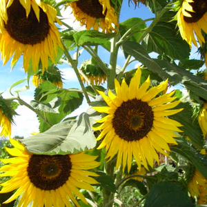 Foto de perfil de Daniela de Lima Soares