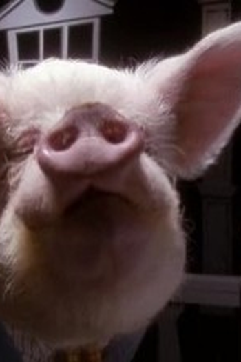 Poster de Episódio Cattle Court (2006)
