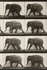 Elephant Walking (Elephant Walking)