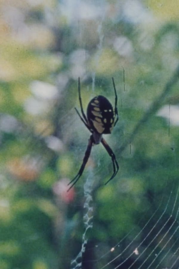 Poster de Curta Wind in the Web (1978)