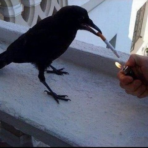 Foto de perfil de 1134