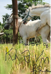 The Muzzled Horse of an Engineer in Search of Mechanical Saddles (The Muzzled Horse of an Engineer in Search of Mechanical Saddles)