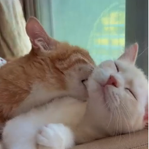 Foto de perfil de raul