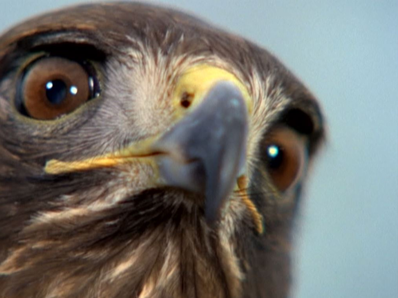 Foto 5 de Manimal (1ª Temporada)