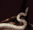 Animal Instinct