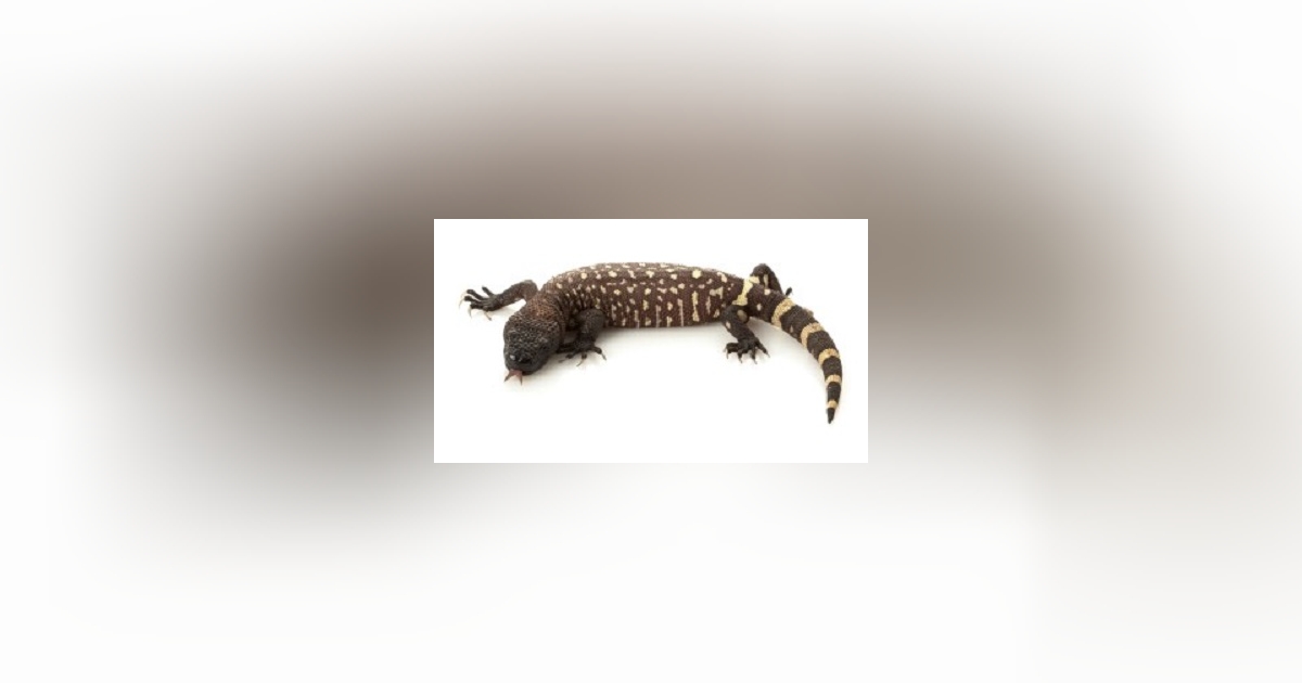 Ficha técnica Guatemalan Beaded Lizard - Elenco, Personagens e muito ...