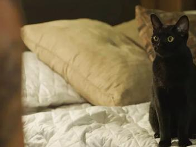 Foto 5 de O Sétimo Guardião