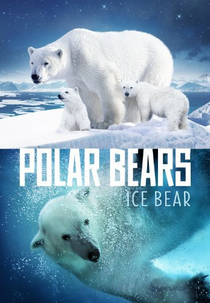 Ursos Polares (Polar Bears: Ice Bear)