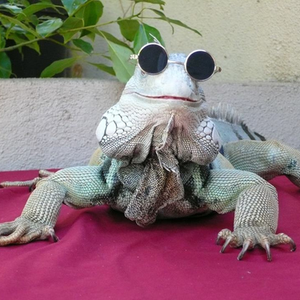 Foto de perfil de matheusrogi
