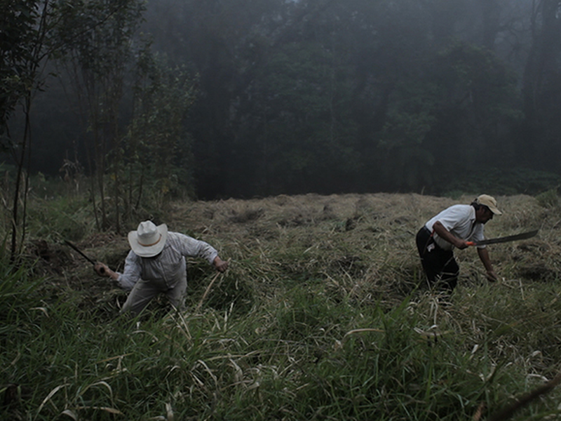 Foto 2 de Bosque de Névoa