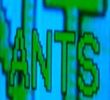 Ants