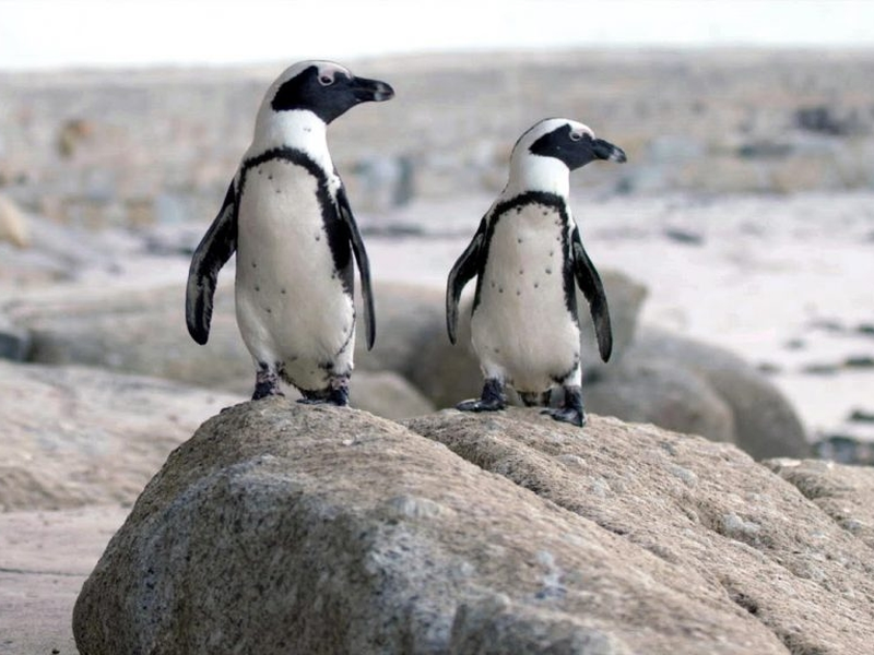 Foto 2 de Cidade dos Pinguins