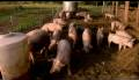 Food Inc - Official Trailer [HD]
