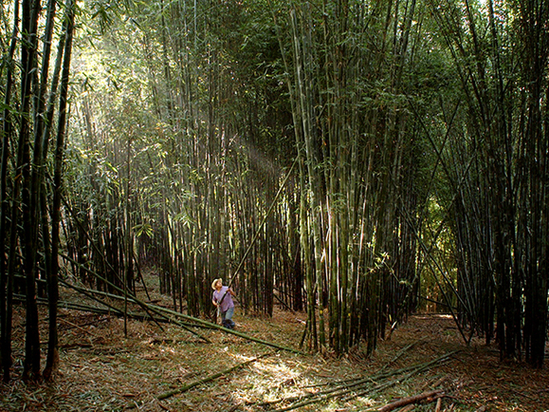 Foto 1 de Bosque de Névoa