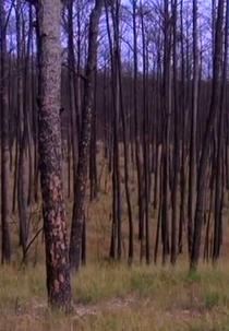 Tender Feet (Tender Feet)