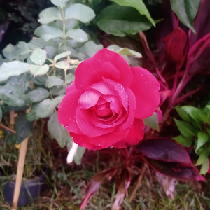 Foto de perfil de Menma