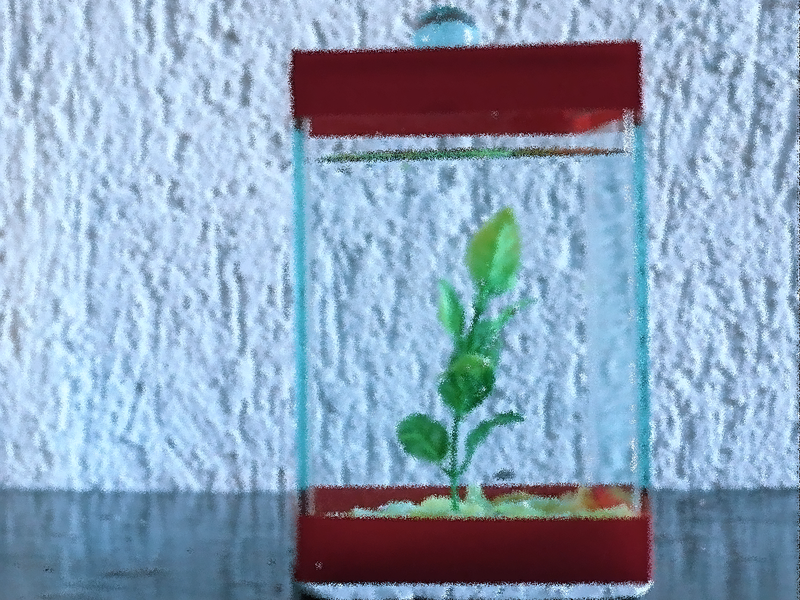 Foto 2 de Mente Morta