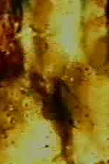  de Curta Prelude 13 (1996)