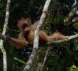 Primates